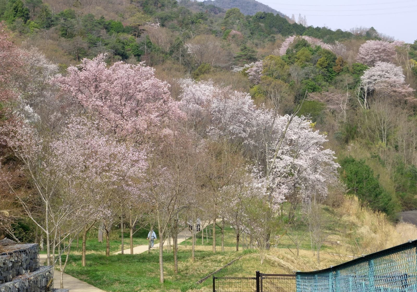 dscf7872-406.jpg